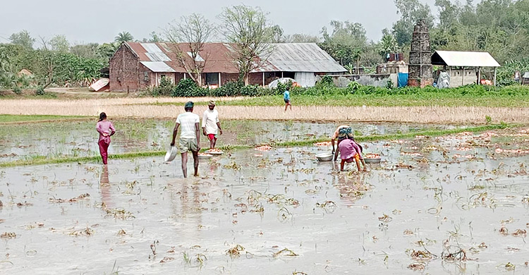 হঠাৎ বৃষ্টিতে বিপাকে কৃষক, তলিয়ে গেছে ১১০ হেক্টর জমির ফসল
