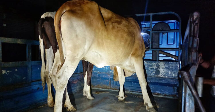 যশোরে স্বামী-স্ত্রীকে বেঁধে মালামাল লুট, আটক ৪