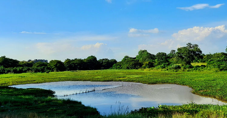 জাবির জীববৈচিত্র্য ধ্বংসের শঙ্কায় উপাচার্যকে বেলা’র চিঠি