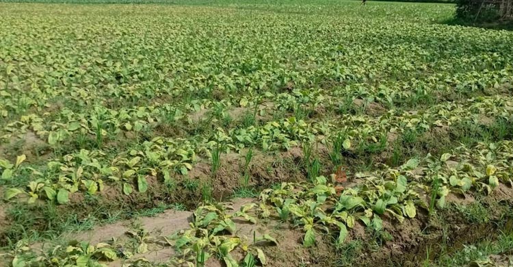 কৃষিকাজ ছেড়ে জুয়ায় মত্ত শ্রমিক, বিপাকে কৃষক