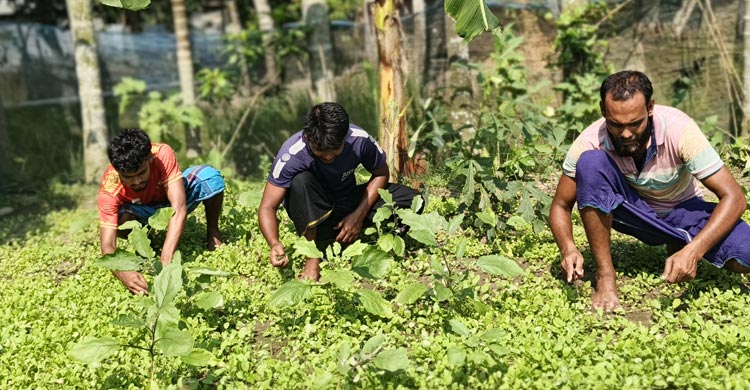কৃষিকাজ ছেড়ে জুয়ায় মত্ত শ্রমিক, বিপাকে কৃষক