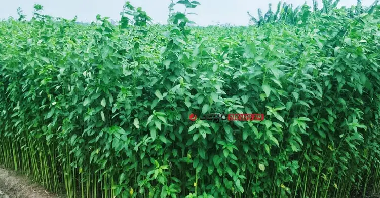 সোনালি আঁশে ফিরছে সুদিন