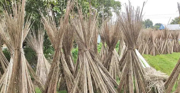 অবহেলার পাটকাঠিতে এখন লাখ টাকার ব্যবসা