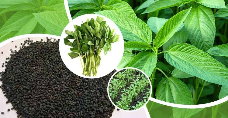 আধুনিক পাট বীজ উৎপাদন পদ্ধতি