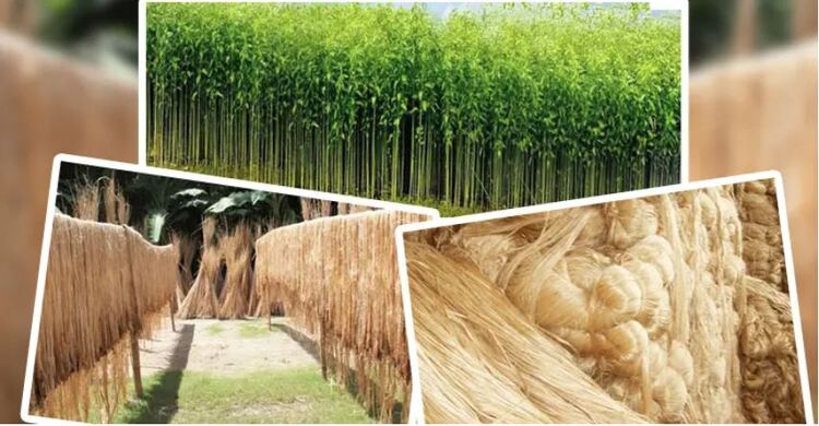 পাট ভবিষ্যৎ অর্থনীতির চালিকাশক্তি