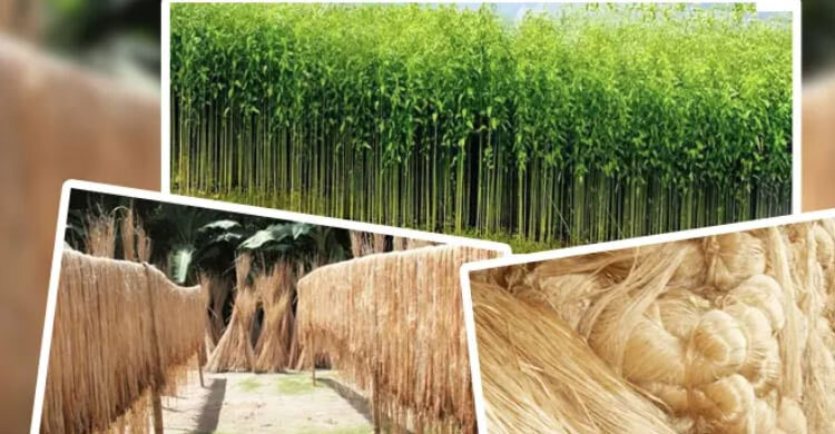 কাঁচা পাট রপ্তানিকারকদের ঋণ পুনঃতফসিলে আবেদনের সময় বাড়লো