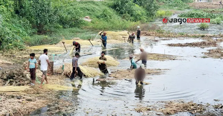 সোনালি আঁশে ৫৪৯ কোটি টাকা আয়ের স্বপ্ন বুনছেন রাজশাহীর কৃষকরা