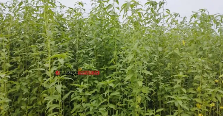 সোনালি আঁশে ফিরছে সুদিন