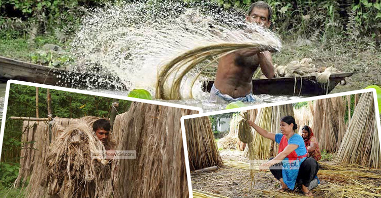 শ্রাবণ মাসে পাট সংগ্রহে করণীয়