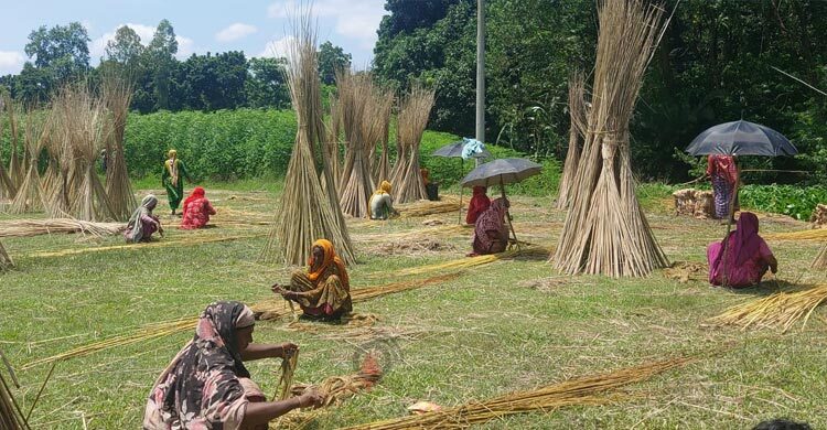 সোনালি আঁশের রুপালি কাঠিতে সংসারে সচ্ছলতা