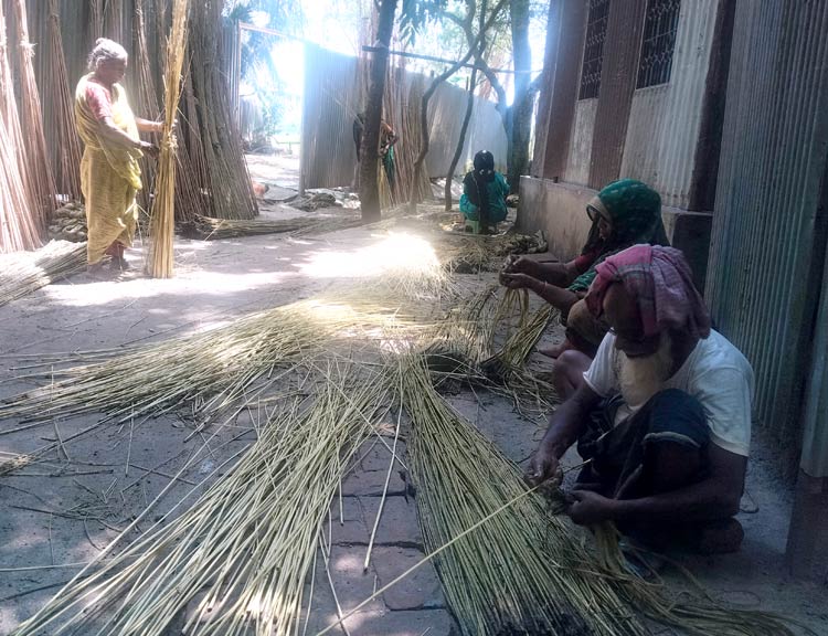ব্যস্ত সময় কাটাচ্ছেন মানিকগঞ্জের পাট চাষিরা
