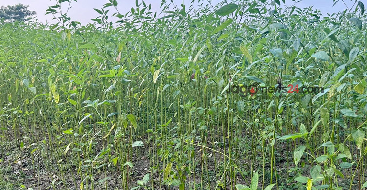 পাটবীজ চাষ করে সফল ফরিদপুরের চাষিরা