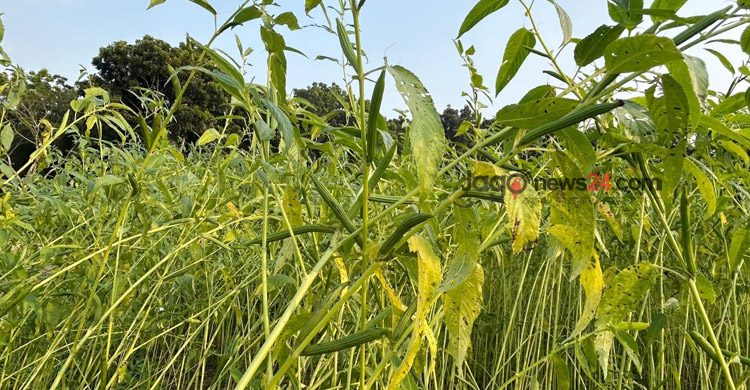 পাটবীজ চাষ করে সফল ফরিদপুরের চাষিরা