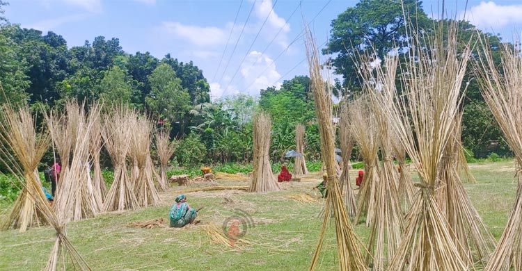 সোনালি আঁশের রুপালি কাঠিতে সংসারে স্বচ্ছলতা