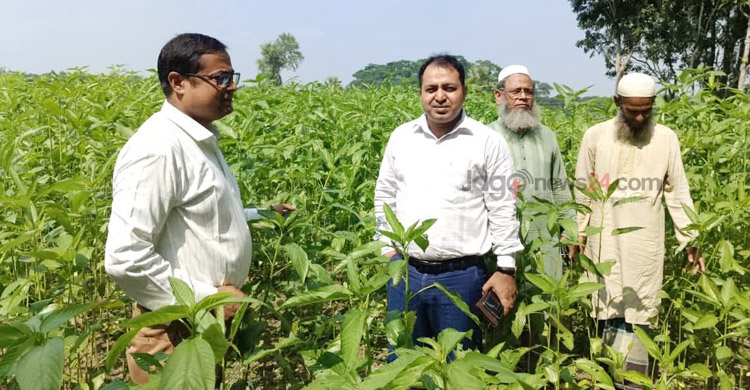 পাটবীজ চাষ করে সফল ফরিদপুরের চাষিরা