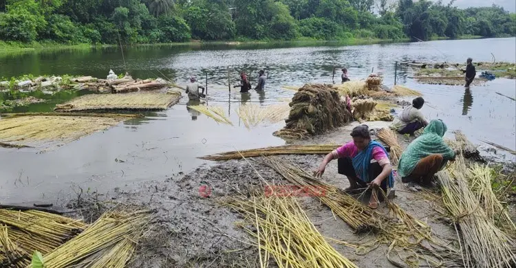 দুই আঁটি আঁশ ছাড়ালে এক আঁটি পাটখড়ি পান শ্রমিক