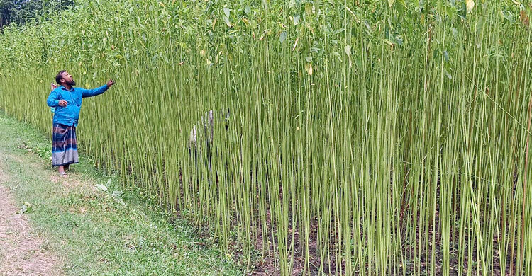 Quality jute seed Production key to self-reliant farmers