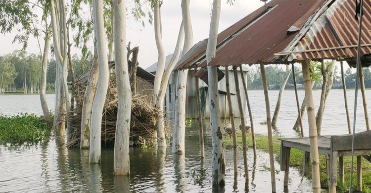 কুড়িগ্রামে ফের পানি বেড়ে নিম্নাঞ্চল প্লাবিত