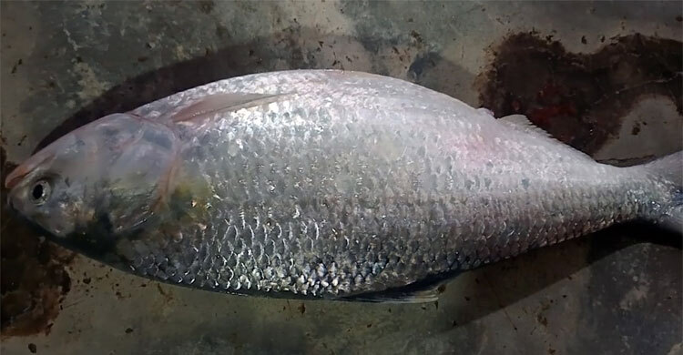 জেলের জালে উঠে এলো ২ কেজির ইলিশ