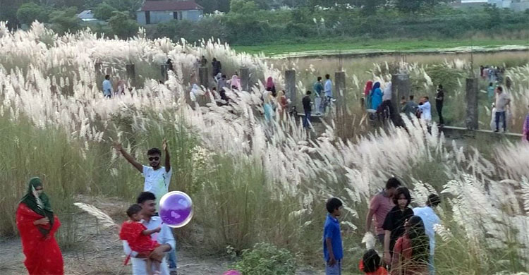 ব্রহ্মপুত্রের পাড়ে কাশফুলের রাজ্য