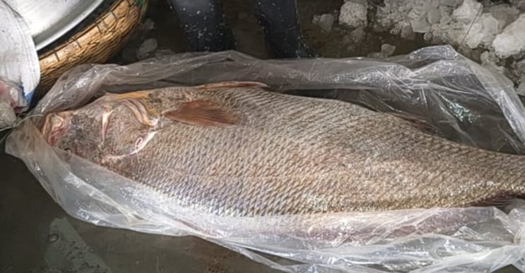 কলাপাড়ায় ধরা পড়লো সাড়ে ২১ কেজির কালো পোয়া