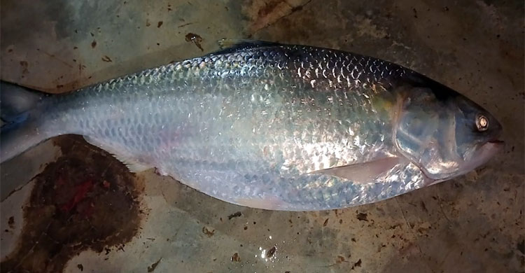 জেলের জালে উঠে এলো ২ কেজির ইলিশ