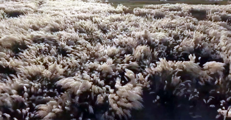 ব্রহ্মপুত্রের পাড়ে কাশফুলের রাজ্য