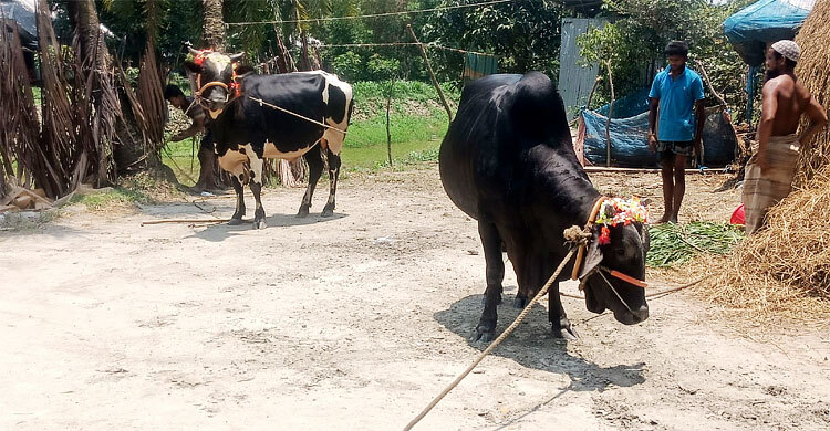 প্রস্তুত কালু-চান্দু, কালুকে কিনলে খাসি ফ্রি