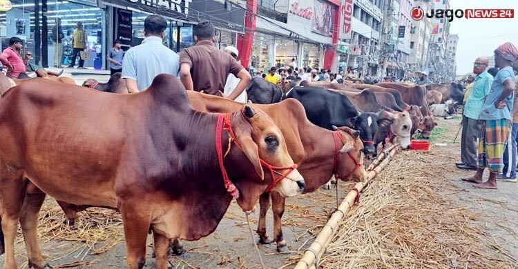 দাম নিয়ে টানাপোড়েনে জমছে না কোরবানির পশুর হাট
