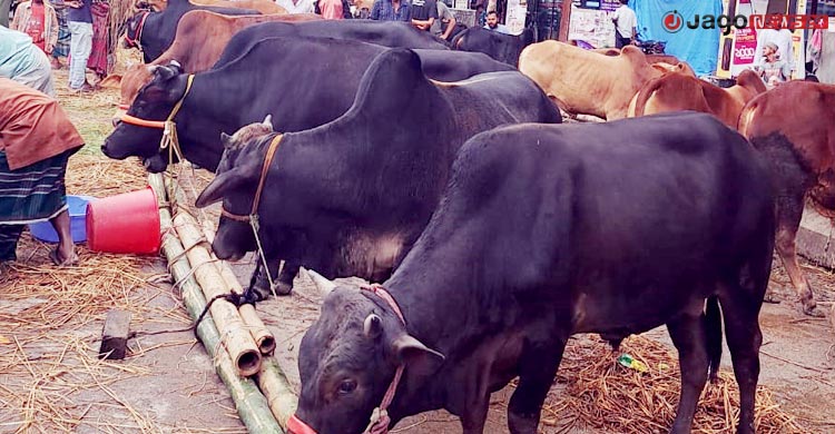 দাম নিয়ে টানাপোড়েনে জমছে না কোরবানির পশুর হাট