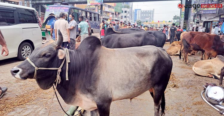 দাম নিয়ে টানাপোড়েনে জমছে না কোরবানির পশুর হাট