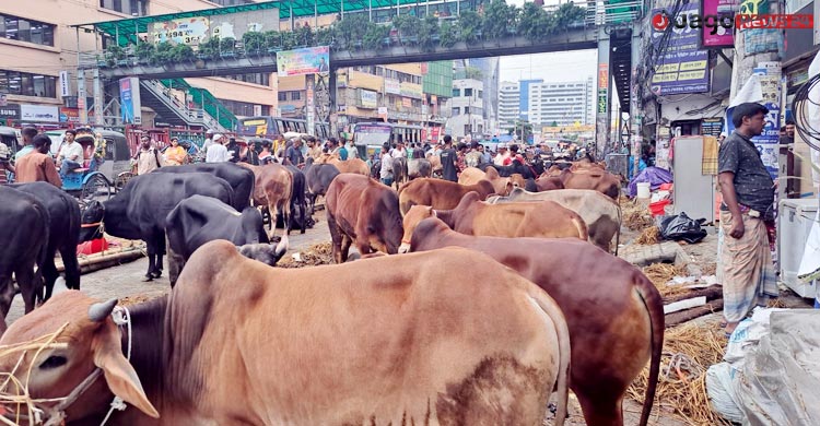 দাম নিয়ে টানাপোড়েনে জমছে না কোরবানির পশুর হাট