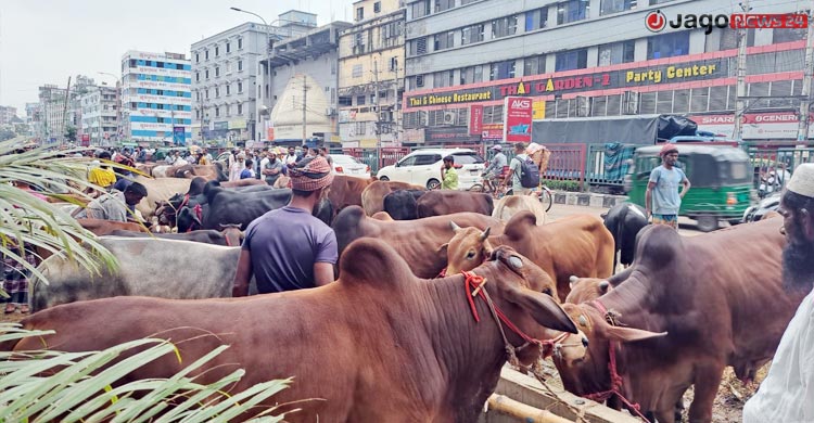 দাম নিয়ে টানাপোড়েনে জমছে না কোরবানির পশুর হাট