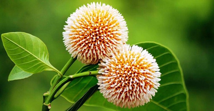 সমকালের ছড়া: বর্ষার কদম