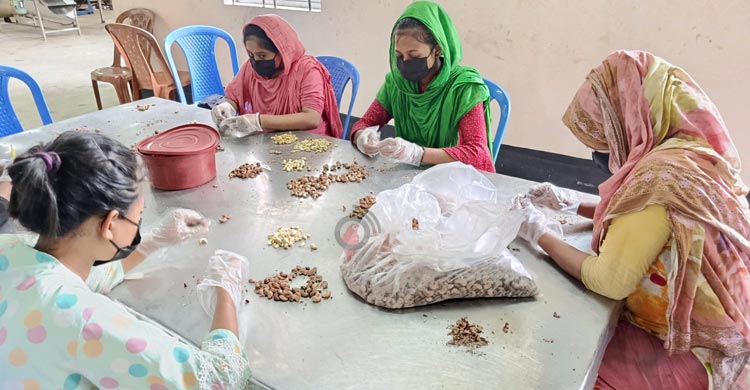 কাজুবাদাম-কফিতে বদলে যাচ্ছে পাহাড়ের কৃষি