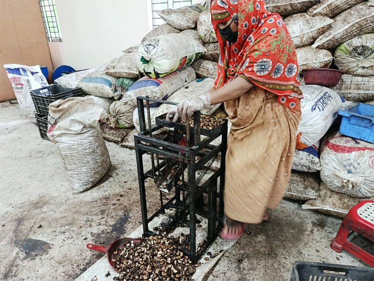 কাজুবাদাম-কফিতে বদলে যাচ্ছে পাহাড়ের কৃষি