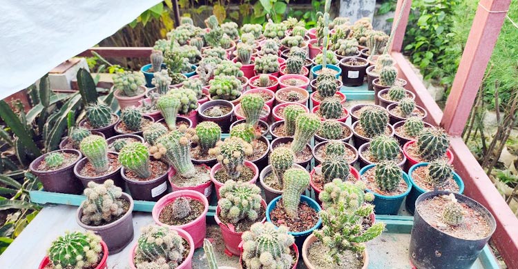 মাদারীপুরে হর্টিকালচার সেন্টারে ২০০ প্রজাতির ক্যাকটাস
