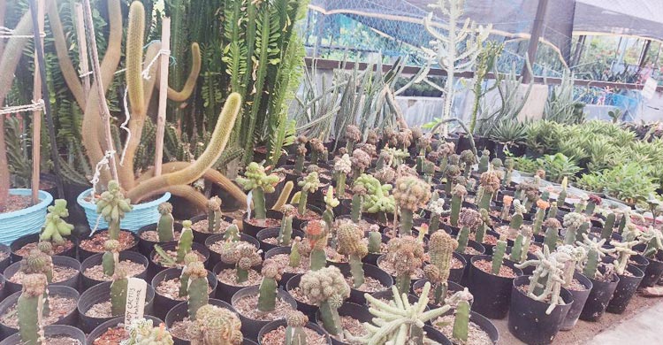 মাদারীপুরে হর্টিকালচার সেন্টারে ২০০ প্রজাতির ক্যাকটাস