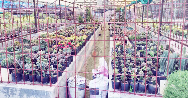মাদারীপুরে হর্টিকালচার সেন্টারে ২০০ প্রজাতির ক্যাকটাস