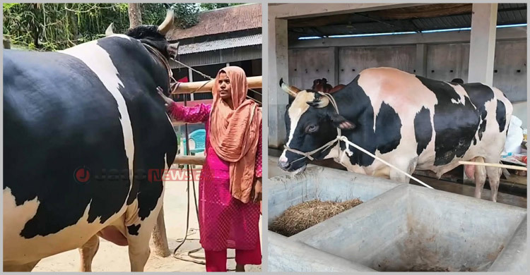বিক্রি হয়েছে ৫৬ মণের সেই ‘কালো মানিক’, খাওয়ানো হবে এতিমদের