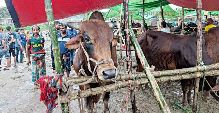 ‘মনে হয় না সব গরু বিক্রি করে বাড়ি ফিরতে পারবো’