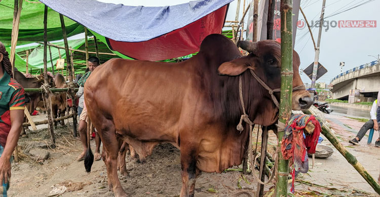 কেনা হবে ১ কোটি চামড়া, এবারও দাম পাওয়া নিয়ে শঙ্কা