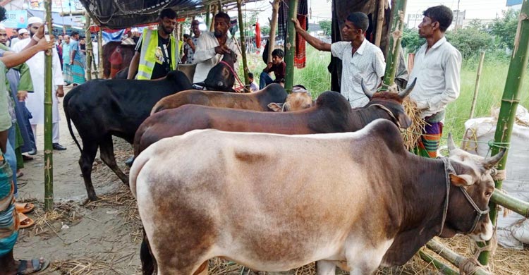 কালশী হাটে পশু কম, দাম চাড়া