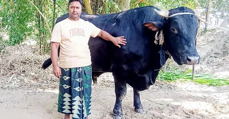 দিনে ৮০০ টাকার খাবার খাওয়া ‘কালু’কে নিয়ে বিপাকে খামারি