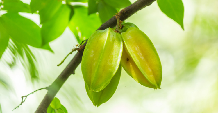 খনিজের ভান্ডার পাবেন কামরাঙাতে
