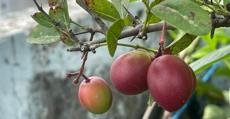 করমচা খেলে কী হয়? জানুন এর স্বাস্থ্য উপকারিতা