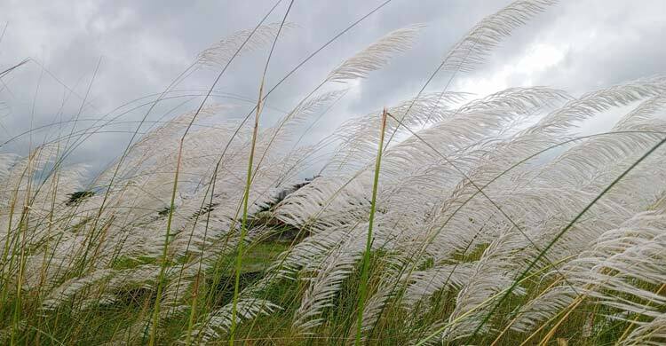 ঢাকার যেসব স্থানে দেখা মিলবে কাশফুলের