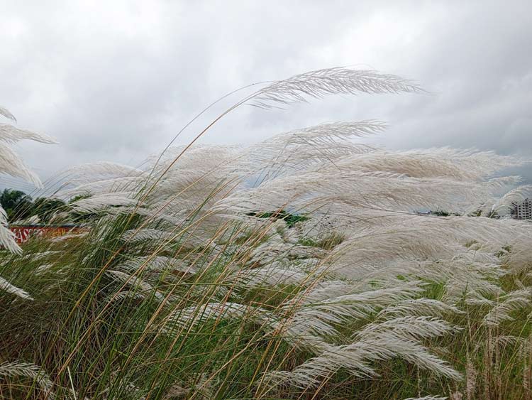 ঢাকার যেসব স্থানে দেখা মিলবে কাশফুলের