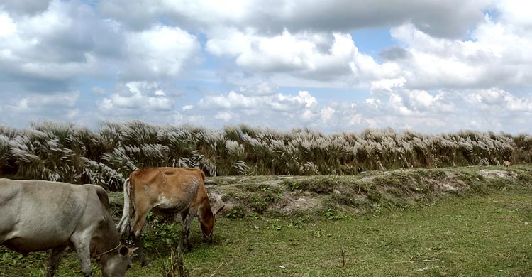 স্নিগ্ধ সকালে বেড়িবাঁধের কাশবনে
