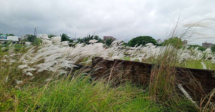 ঢাকার যেসব স্থানে দেখা মিলবে কাশফুলের